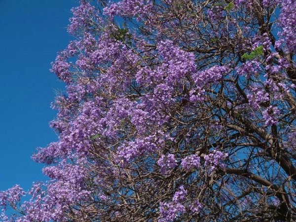 Los coloridos jacarandás lucen espléndidos.