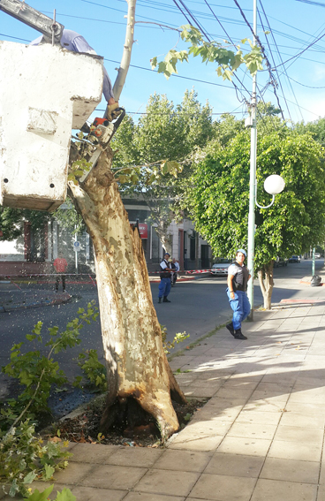 El arbol fue derribado mientras, se cortó el tránsito.