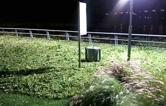 Camalotes en la Costanera.
