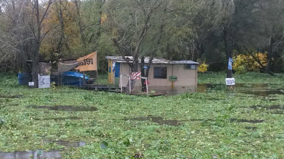 En la isla, las casas están inundadas por camalotes.