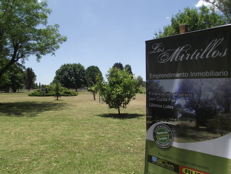 mirtillos