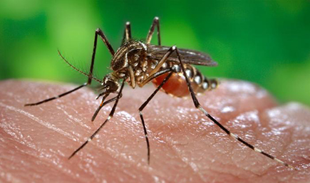 aedes-aegypti-mosquito
