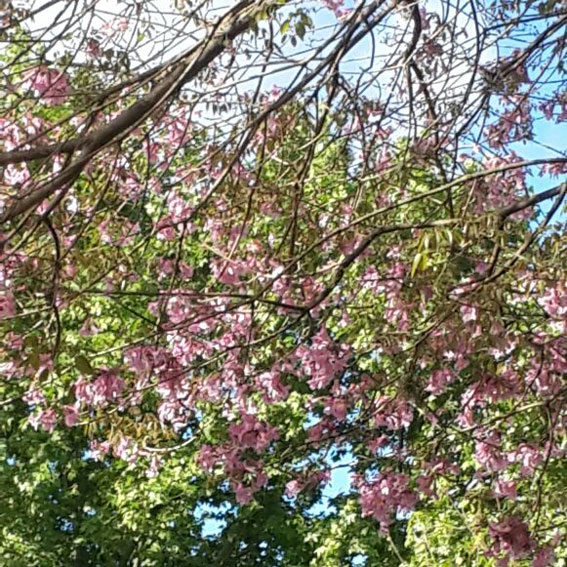 flor