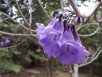 JACARANDA