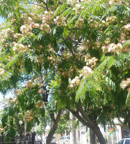 La Acacia de Constatinopla en Bolívar y Avellaneda.