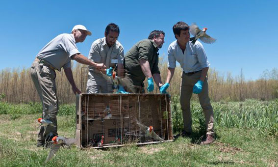 Los ejemplares regresaron a la naturaleza luego de varios meses de rehabilitación.