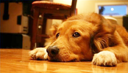 perro