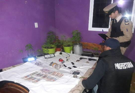 plantas