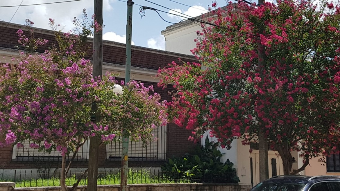 flores 1