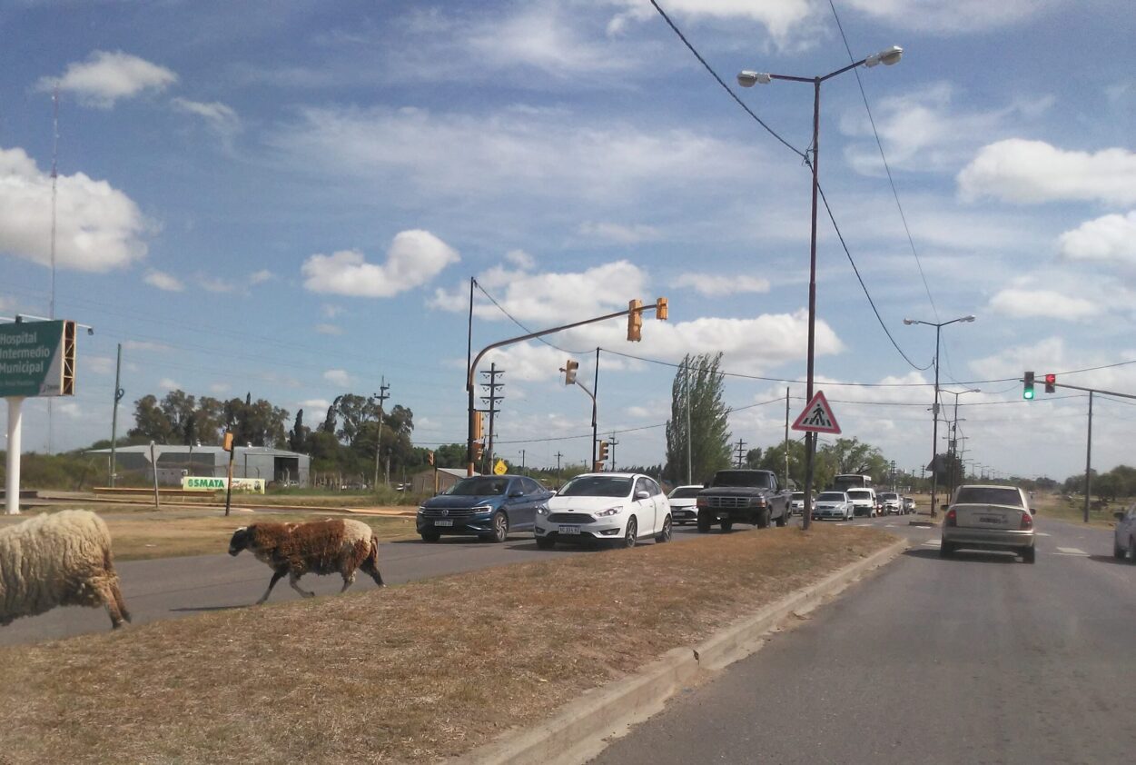 animales