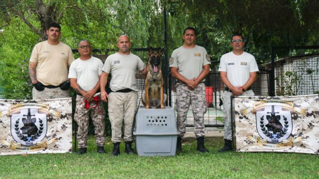 perros