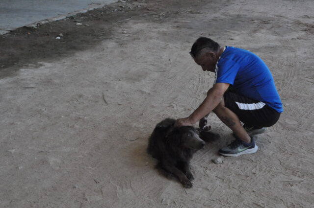 perros
