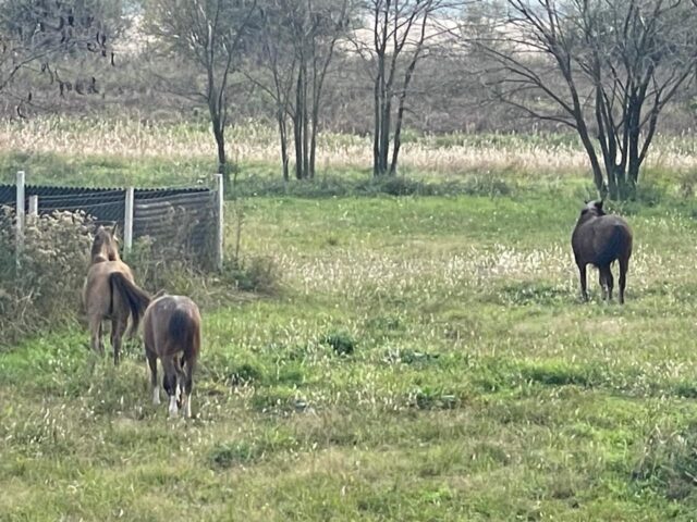 caballo