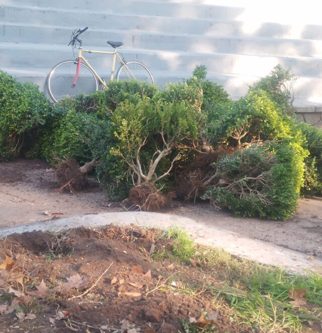 arbol 3