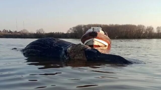 Ballena
