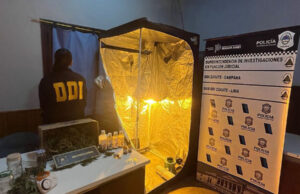 Investigaban violencia de género y terminaron hallando invernaderode marihuana