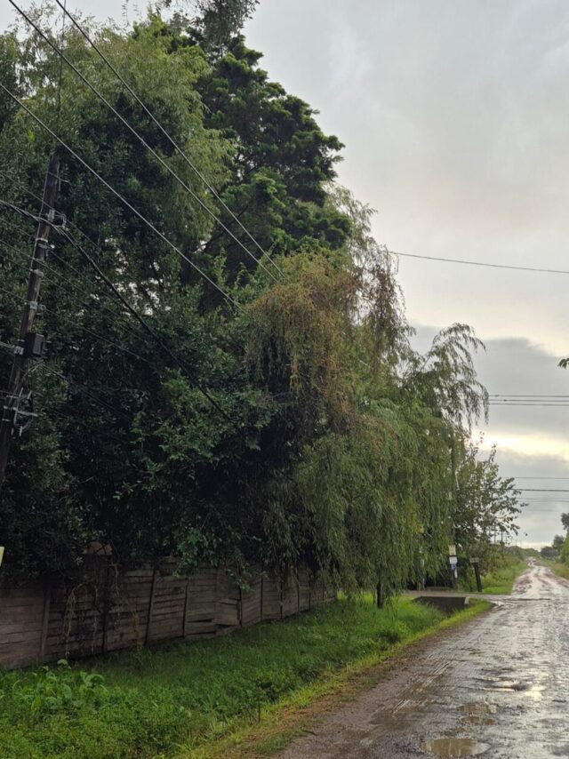 arboles