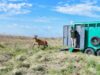 Volvió a los humedales el ciervo de los pantanos que había sido atropellado en Zárate
