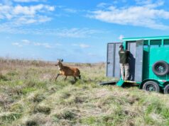 Volvió a los humedales el ciervo de los pantanos que había sido atropellado en Zárate