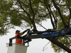 El Municipio fortalece el cuidado del arbolado urbano